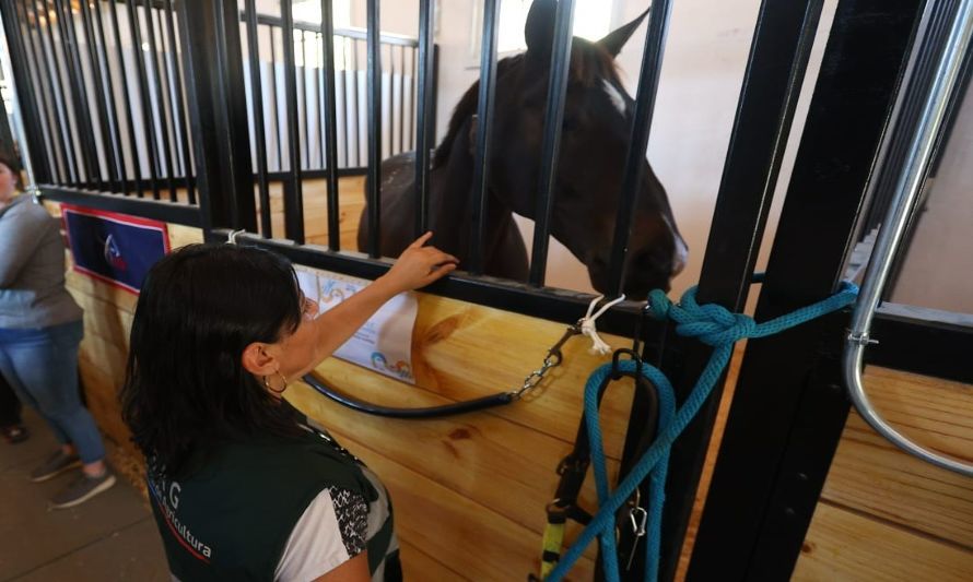 Brote de encefalomielitis equina en Argentina activa plan de vigilancia SAG en territorio nacional