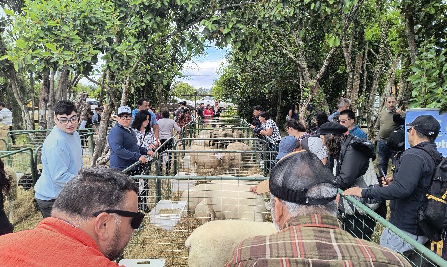 Cerca de 10 mil personas visitaron la Expo Ovina 2024 en Chonchi