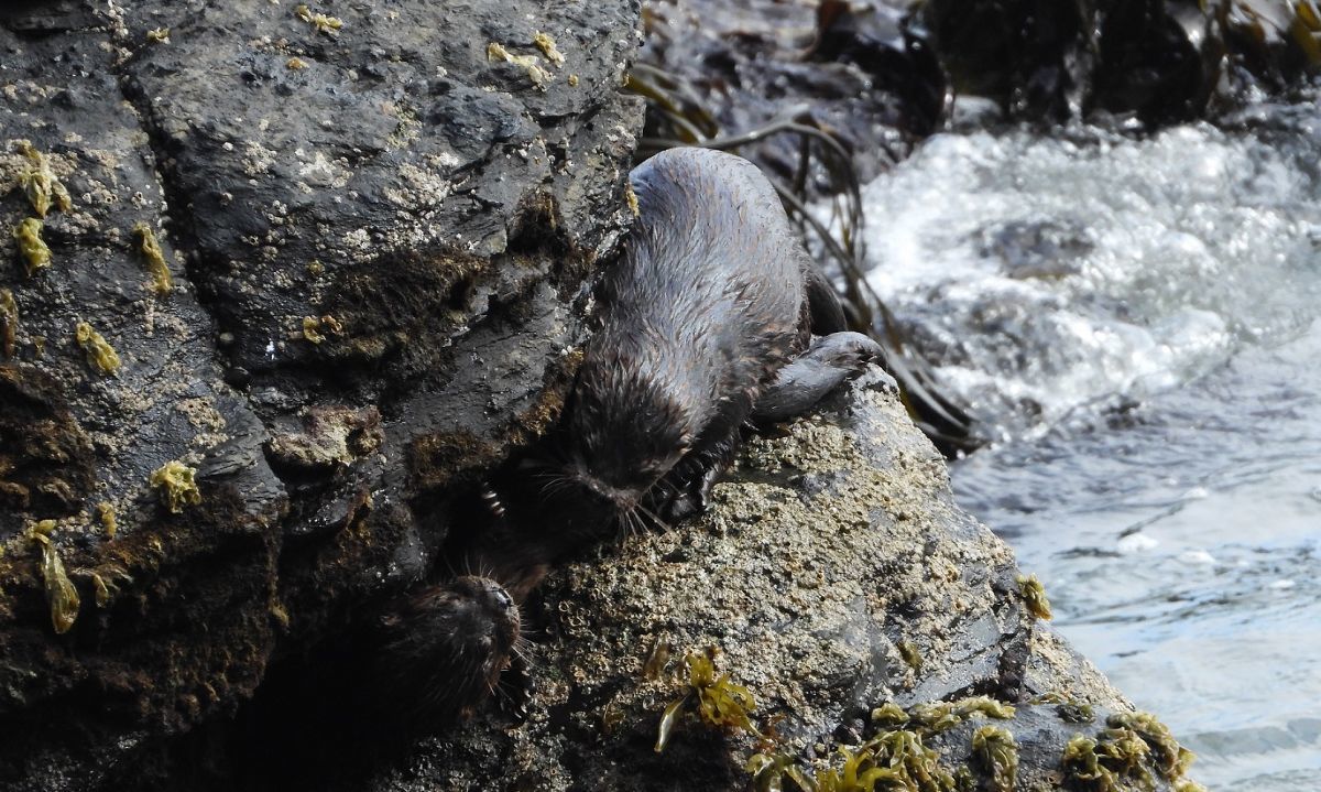 La nutria del Pacifico y los bosques de algas: El chungungo, una especie en peligro de extinción