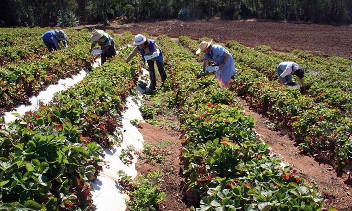 FAO y autoridades ministeriales accionarán para lograr cambios urgentes en los sistemas alimentarios urbanos