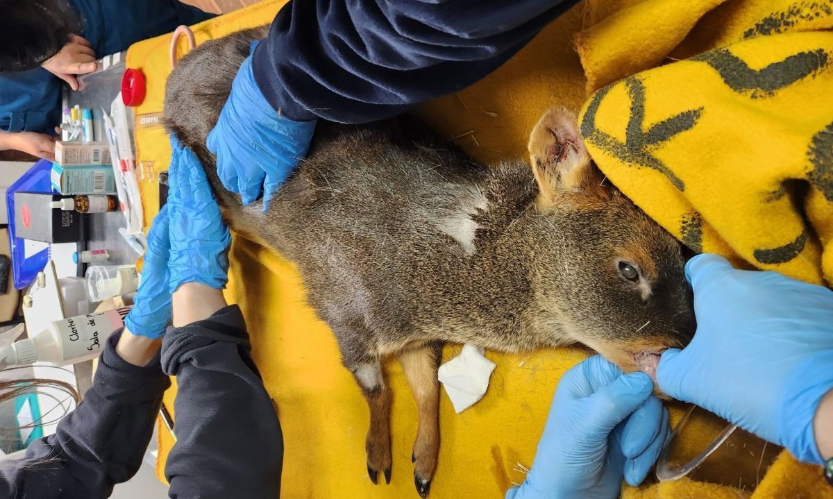 Pudú lucha por sobrevivir tras ataque de perros asilvestrados