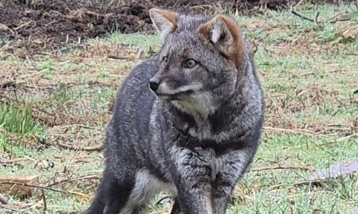 Zorro de Chiloé se recupera de atropello gracias al trabajo de Parque Tantauco y Chiloé Silvestre