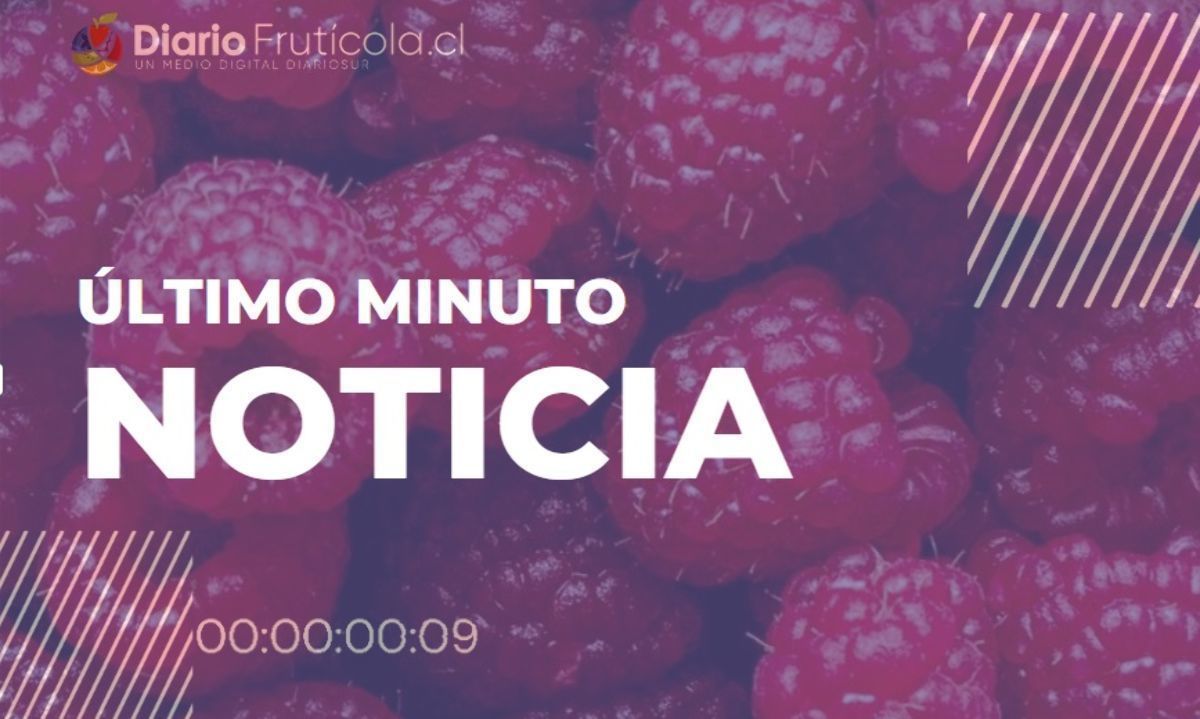 La única empresa chilena que produce cranberries ahora producirá frambuesas