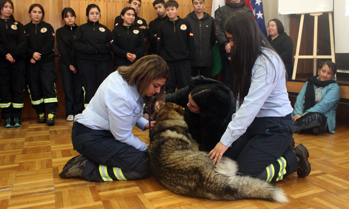 Aspirantes de Bomberos de Puerto Montt se capacitan en rescate animal
