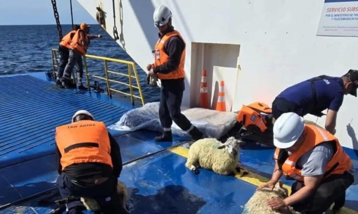 Investigan accidente marítimo en Huequi tras volcamiento de embarcación con 120 corderos