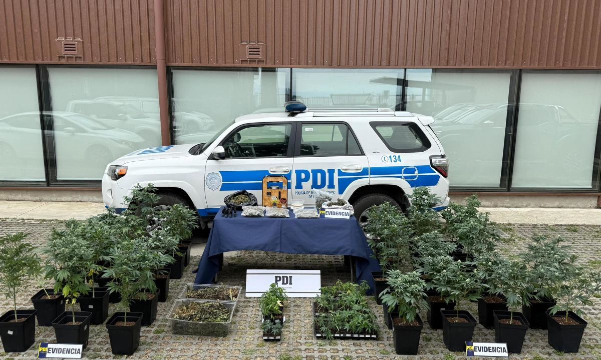 Detienen a hombre con cultivo indoor de cannabis en Puerto Montt: avalúo supera los $70 millones