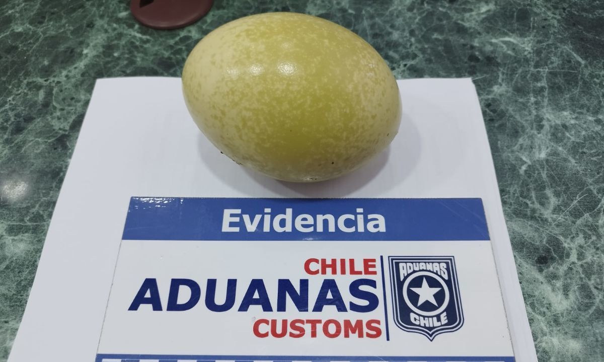 Aduanas encuentra huevo de ñandú en pertenencias de viajero en Chile Chico
