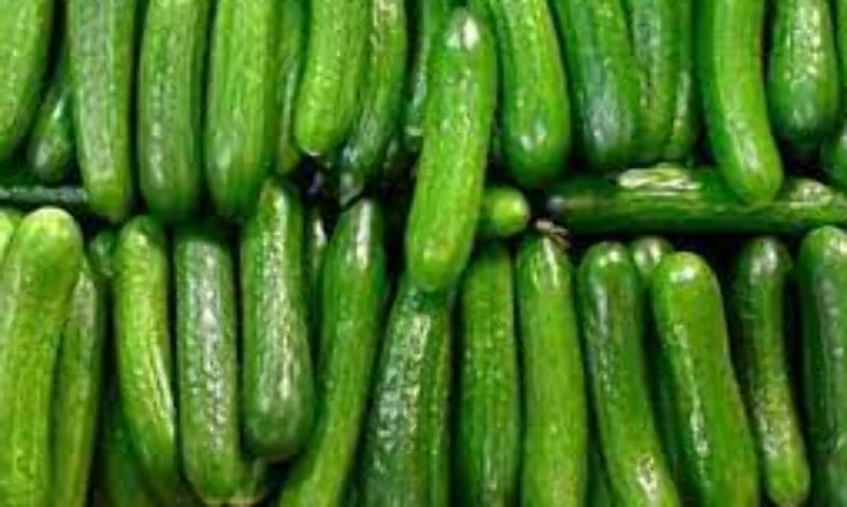 El pepino árabe: culinariamente versátil y un gran antioxidante