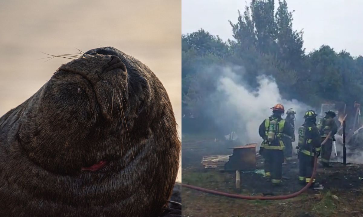 Incendio destruye instalación de centro de conservación Chiloé Silvestre: muere lobo marino recién rescatado 