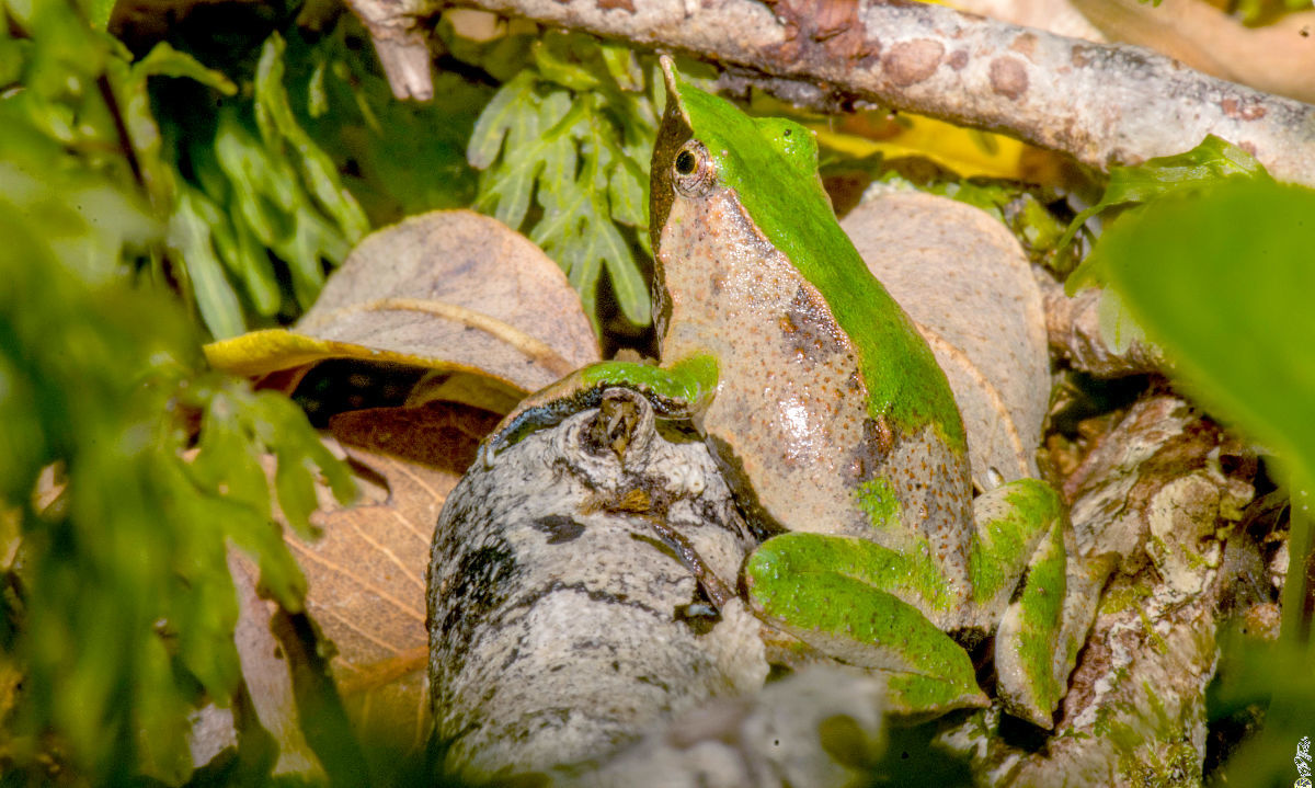 Descubren nueva población de ranita de Darwin en Parque Nacional Vicente Pérez Rosales