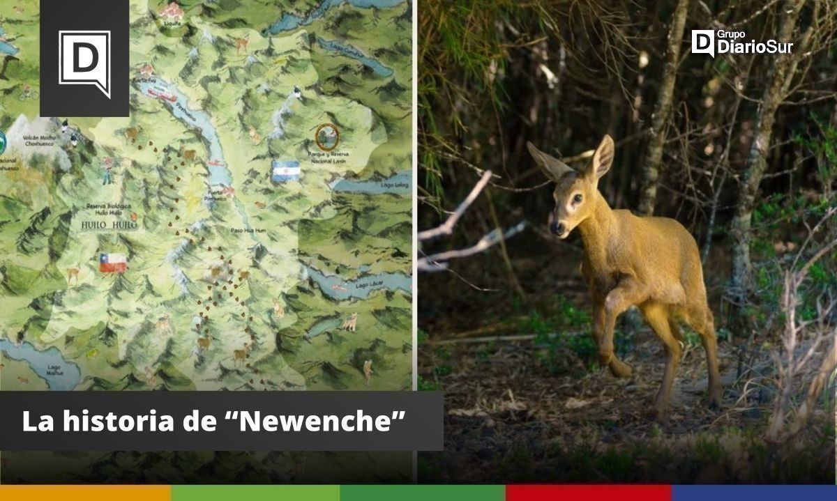 Actualmente, la Reserva Huilo Huilo cuenta con más de 40 huemules. Créditos:Sebastián Orellana.