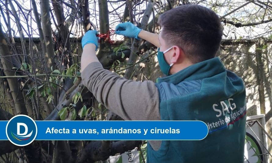 Instalan dispositivos que ayudan al control de la polilla del racimo de la vid 