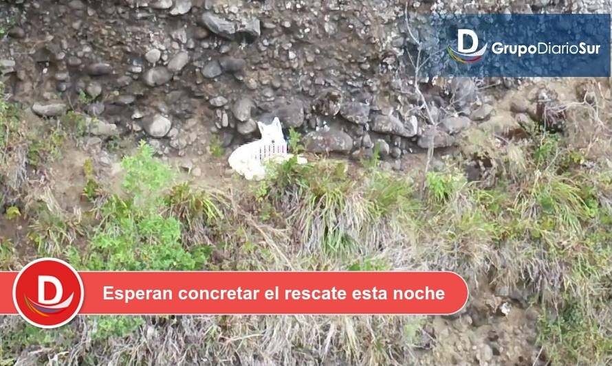 Urat de Osorno se suma a esfuerzos de rescate de perro en cerro de Lago Ranco